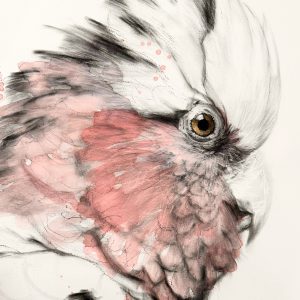 Pink Galah